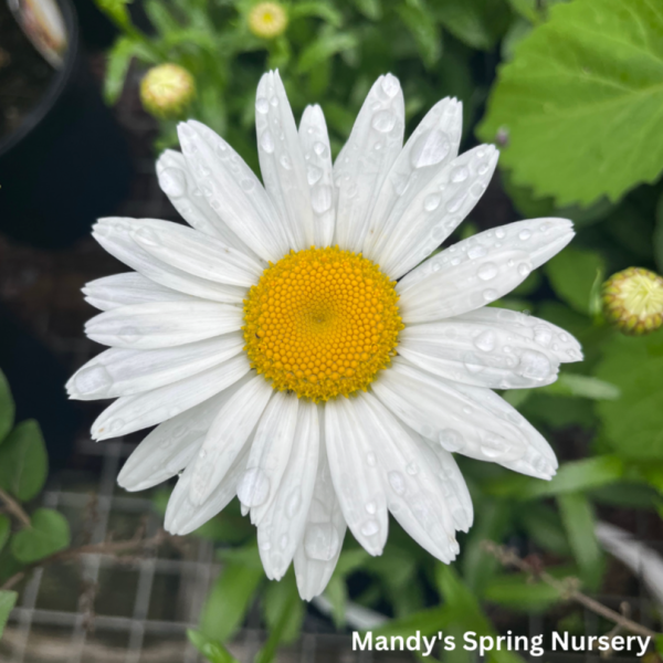 Snowcap Shasta Daisy | Leucanthemum  Snowcap  Sale