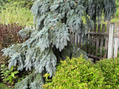 Weeping Blue Spruce | Picea pungens  Pendula  Online Sale