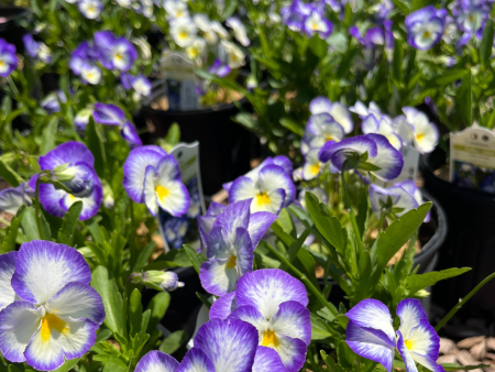 Halo Lilac  Violet | Viola cornuta  Halo Lilac  For Discount