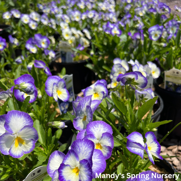 Halo Lilac  Violet | Viola cornuta  Halo Lilac  For Discount