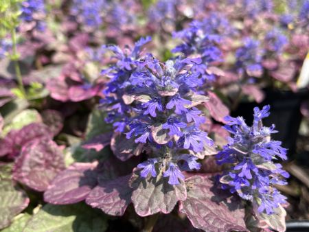 Burgundy Glow Bugleweed | Ajuga reptans Supply