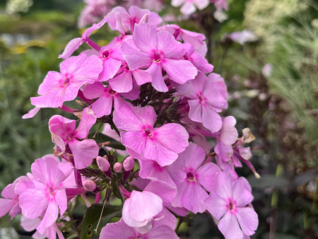 Uptown Girl  Garden Phlox | Phlox paniculata  Uptown Girl  Online