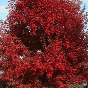 Brandywine Maple | Acer rubrum  Brandywine  Online Hot Sale