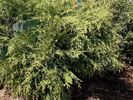 Woodward Globe Arborvitae | Thuja occidentalis on Sale