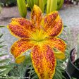 Tiny Nugget Hardy Lily | Lilium Asiatic Online