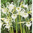 Bulbs - Peruvian Daffodil - Fetalis Hot on Sale