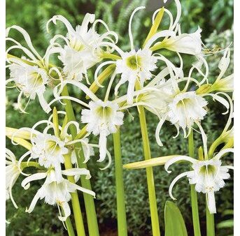 Bulbs - Peruvian Daffodil - Fetalis Hot on Sale