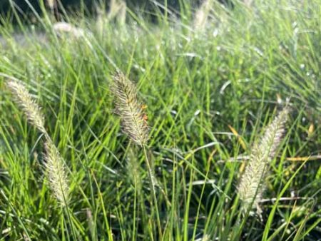 Hameln Fountain Grass | Pennisetum alopecuroides Cheap