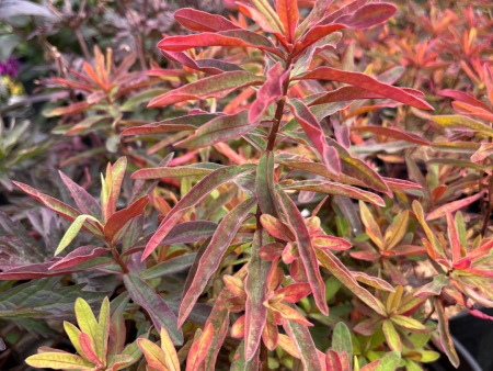 Bonfire  Cushion Spurge | Euphorbia polychroma  Bonfire  on Sale