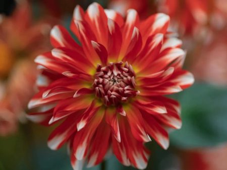 Bulb - Dahlia Duet Sale