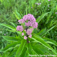 Baby Joe  Pye Weed | Eupatorium dubium Fashion