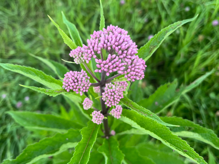 Baby Joe  Pye Weed | Eupatorium dubium Fashion