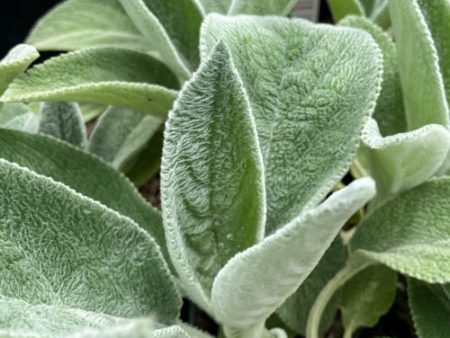 Helen Von Stein Lamb s Ear | Stachys byzantina Hot on Sale