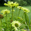 Green Jewel Coneflower | Echinacea purpurea Online