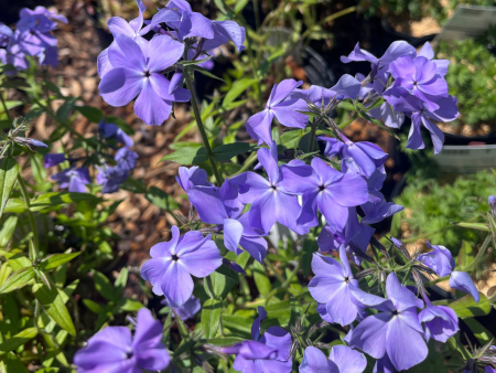 Blue Moon Woodland Phlox | Phlox divaricata Fashion