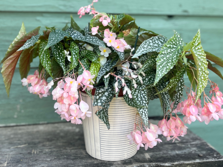 Double Dot Begonia | Begonia c on Sale