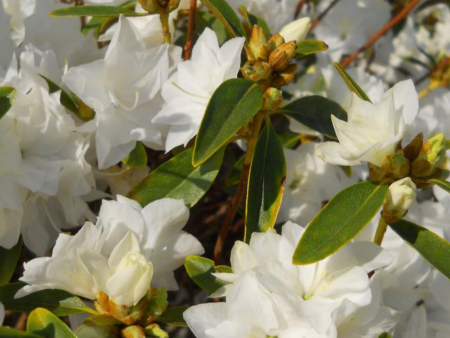 April Snow  Rhododendron For Sale