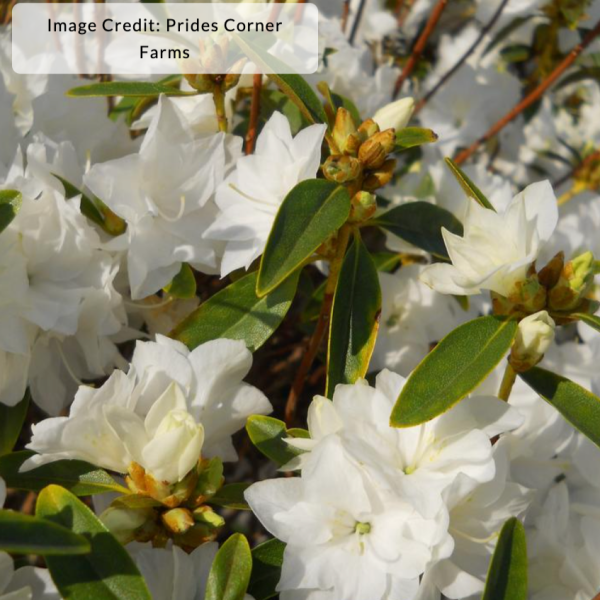 April Snow  Rhododendron For Sale