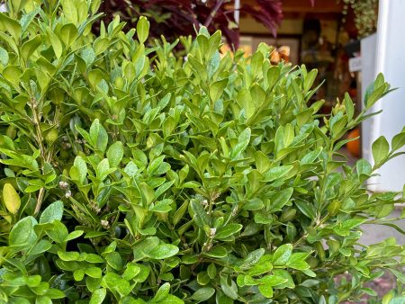 Bare Root- Green Mountain Boxwood | Buxus  Green Mountain  Online Hot Sale