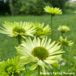 Green Jewel Coneflower | Echinacea purpurea Online