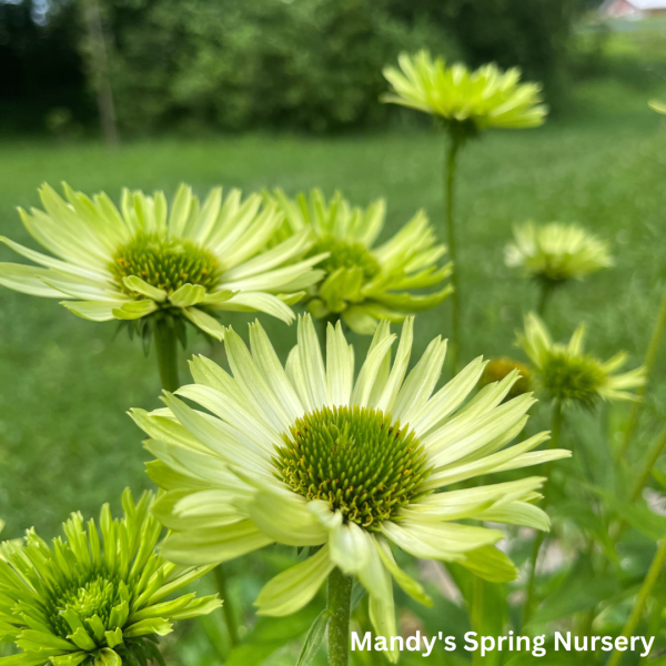 Green Jewel Coneflower | Echinacea purpurea Online