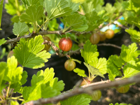 Hinnomaki Red Gooseberry Bush | Ribes  Hinnomaki Red  Discount