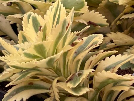 Atlantis Stonecrop | Sedum For Sale