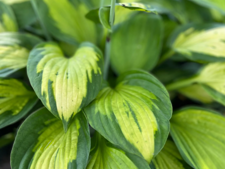 Captain Kirk Hosta Online now