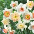 Daffodils - Pink Mixture Sale