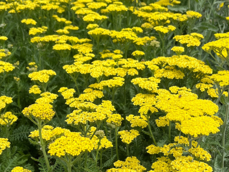 Firefly Sunshine  Yarrow | Achillea  Firefly Sunshine  For Cheap