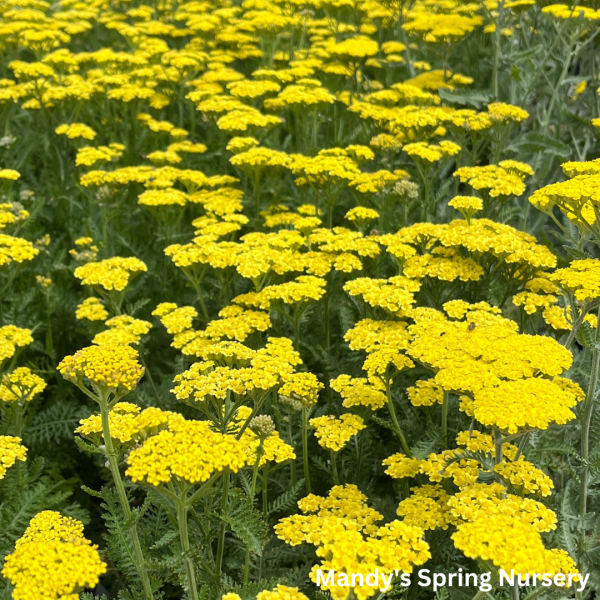 Firefly Sunshine  Yarrow | Achillea  Firefly Sunshine  For Cheap