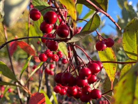 Brilliant Red Chokeberry | Aronia arbutifolia For Cheap