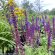 Bumbleblue Salvia | Salvia nemorosa For Cheap