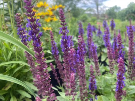 Bumbleblue Salvia | Salvia nemorosa For Cheap