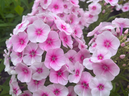 Flame Pro Baby Doll Garden Phlox | Phlox paniculata For Sale