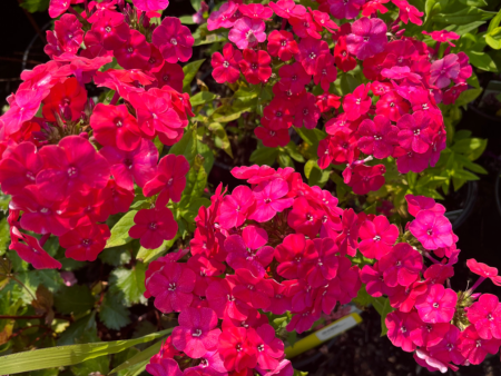 Flame Pro Cerise Garden Phlox | Phlox paniculata Online Hot Sale