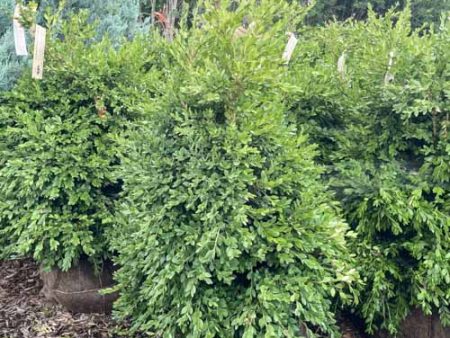 Green Mountain Boxwood | Buxus Online