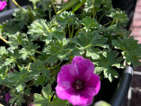 Thumping Heart Dwarf Crane s Bill | Geranium cinereum Online Hot Sale