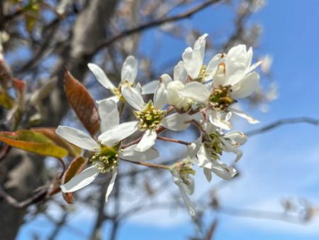 Shadblow Serviceberry | Amelanchier canadensis For Sale