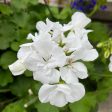 Geranium Geraniums on Sale