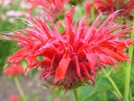 Fire Marshall Bee Balm | Monarda didyma Online now