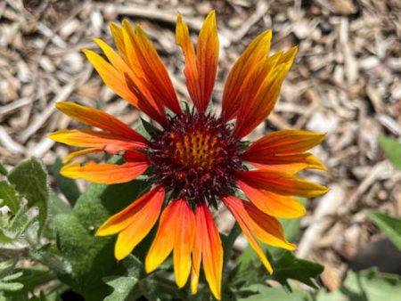 Goblin Blanket Flower | Gaillardia Supply