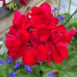 Geranium Geraniums on Sale