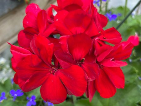 Geranium Geraniums on Sale