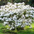 April Snow  Rhododendron For Sale