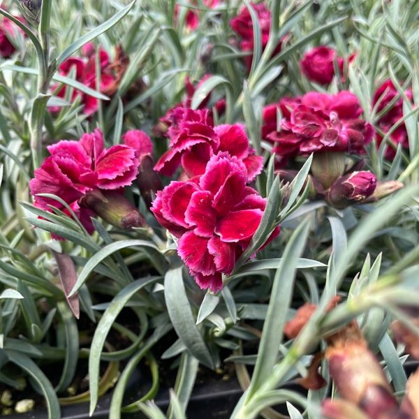 Burgundy Blush Dianthus Online Hot Sale