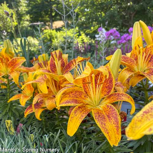 Tiny Nugget Hardy Lily | Lilium Asiatic Online