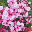 Nathan Hale  Mountain Laurel | Kalmia Latifolia Cheap