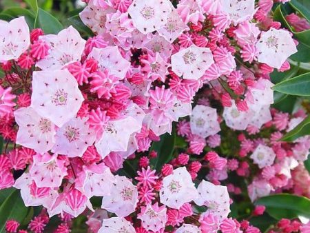 Nathan Hale  Mountain Laurel | Kalmia Latifolia Cheap