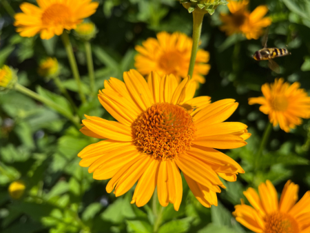 Tuscan Sun  False Sunflower | Heliopsis helianthoides Online now